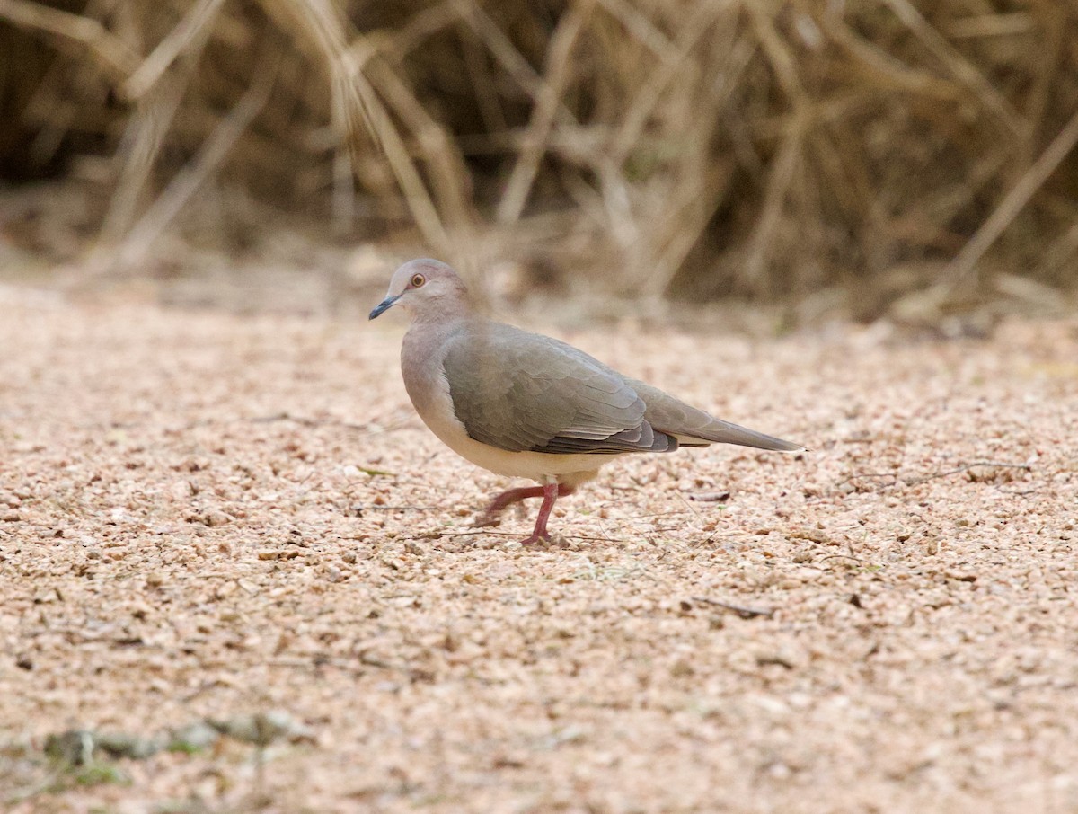 White-tipped Dove - ML646329025