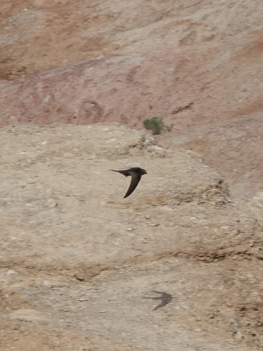 Common Swift - ML646329026