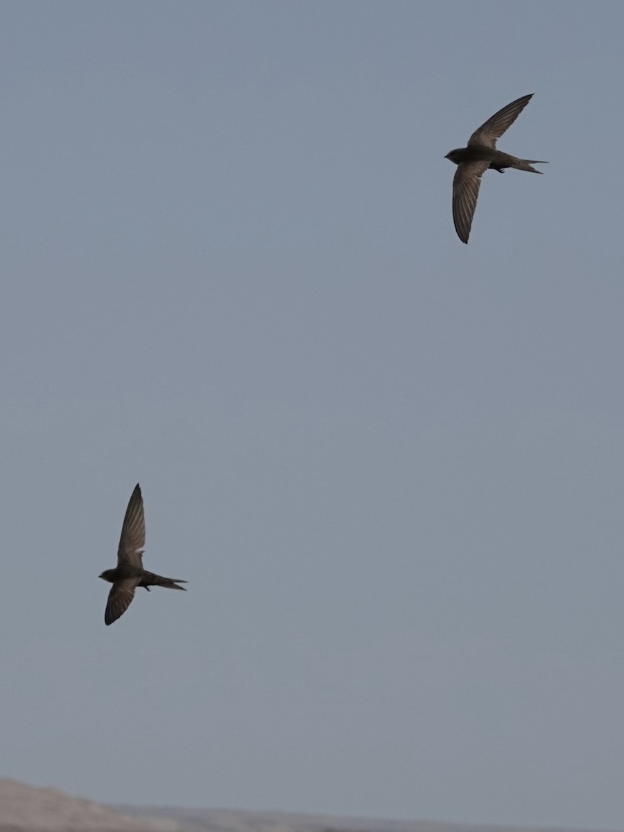 Common Swift - ML646329028