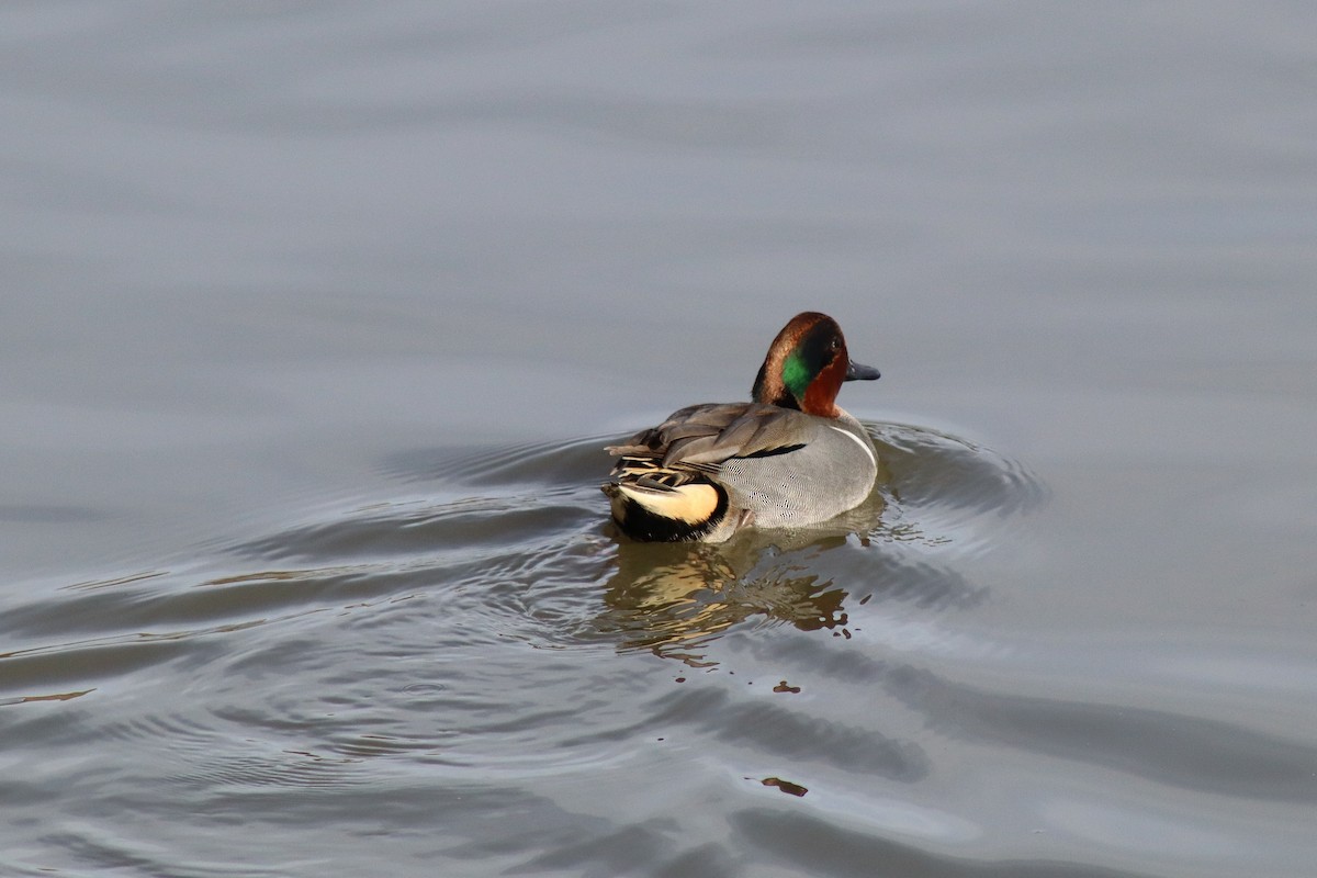 Green-winged Teal - ML646329029