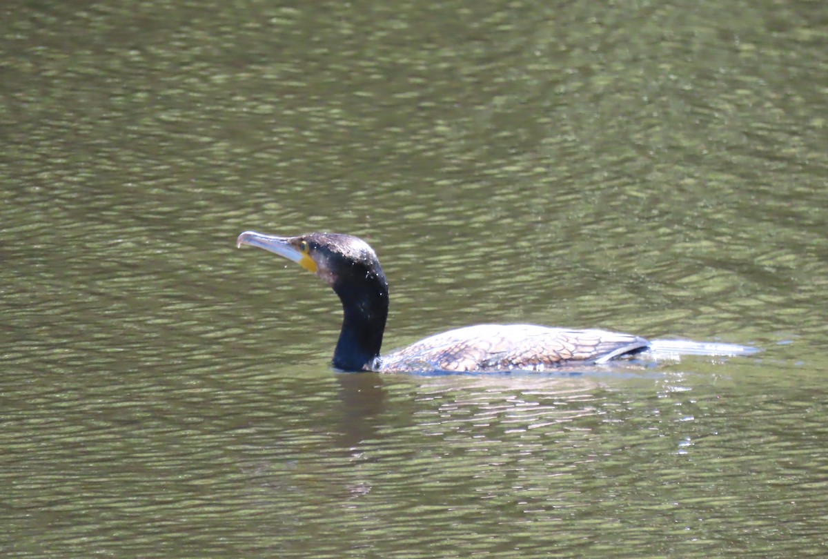 Cormorán Grande (Australiano) - ML646329032