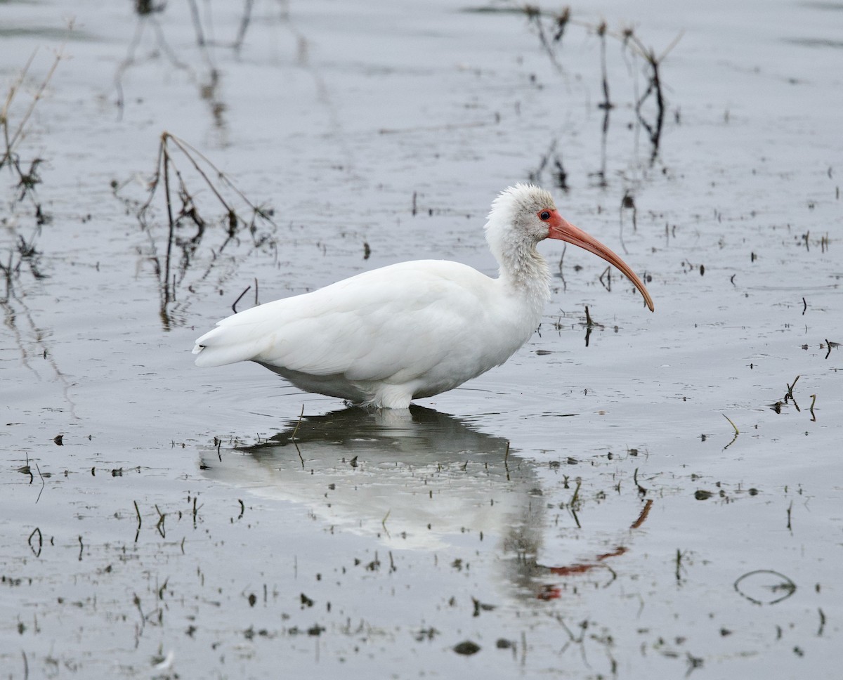 White Ibis - ML646329033