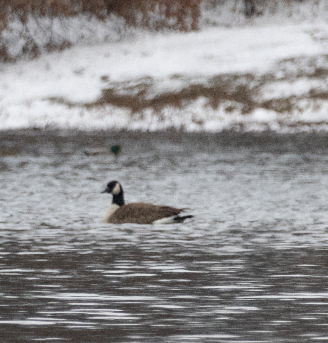 小加拿大雁 - ML646329041