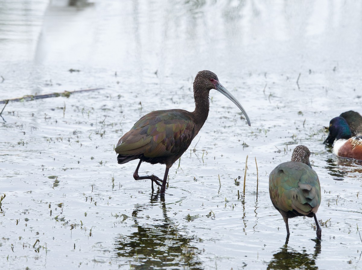 White-faced Ibis - ML646329043