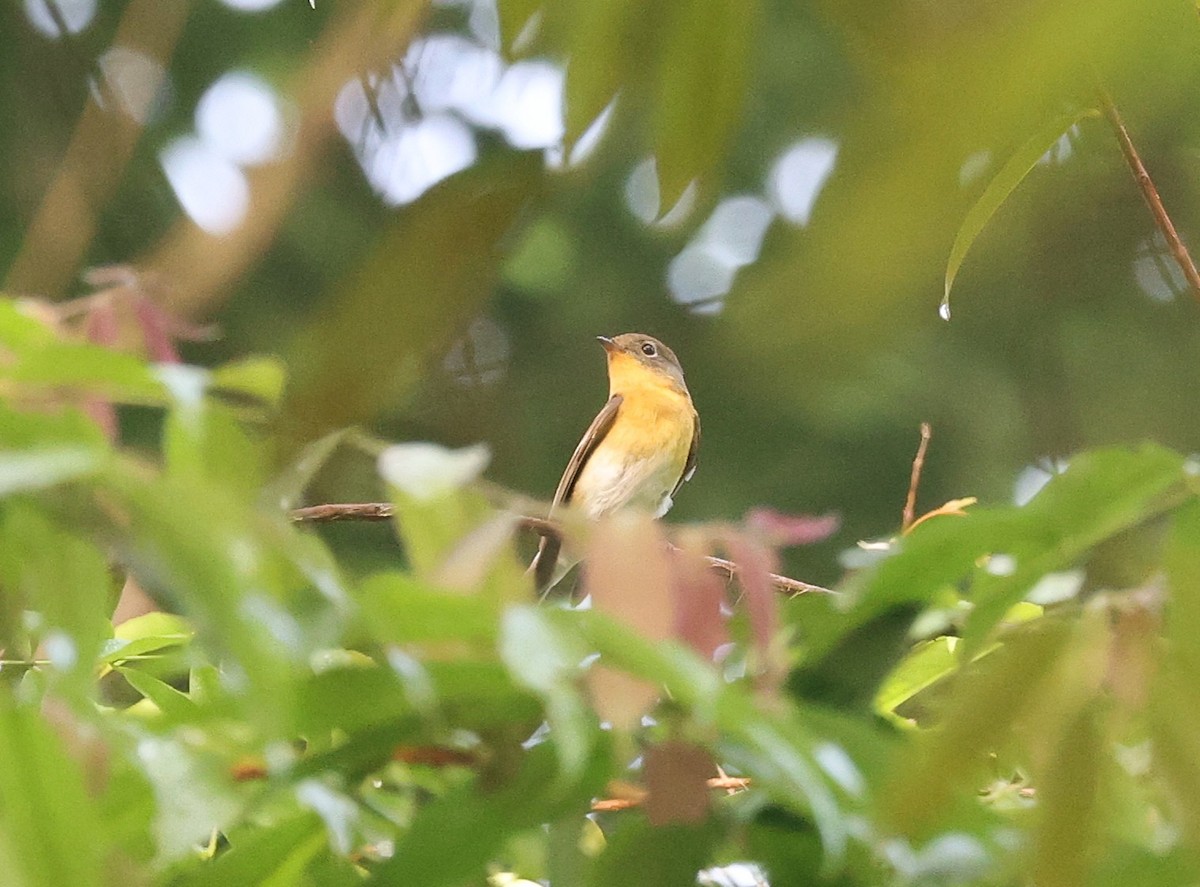 Тайгын намнаа - ML646329044