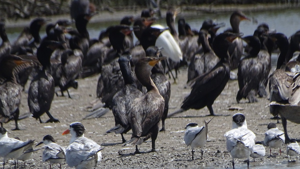 Neotropic Cormorant - ML646329045