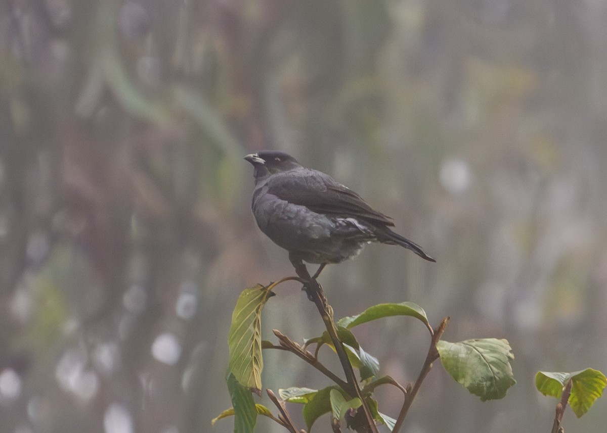 Red-crested Cotinga - ML646329046