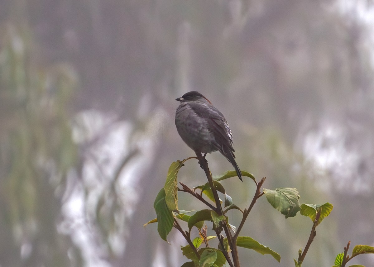 Red-crested Cotinga - ML646329047