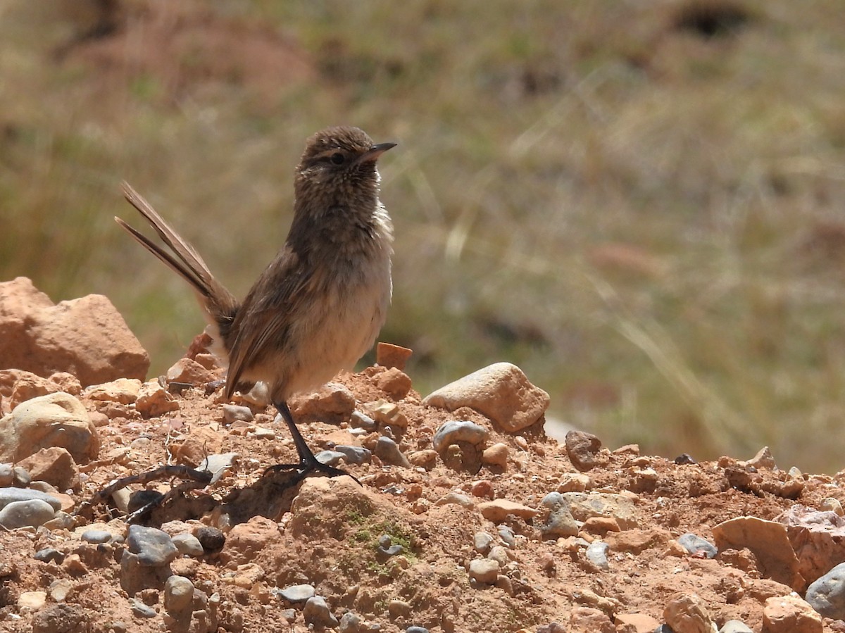 Cordilleran Canastero - ML646329049