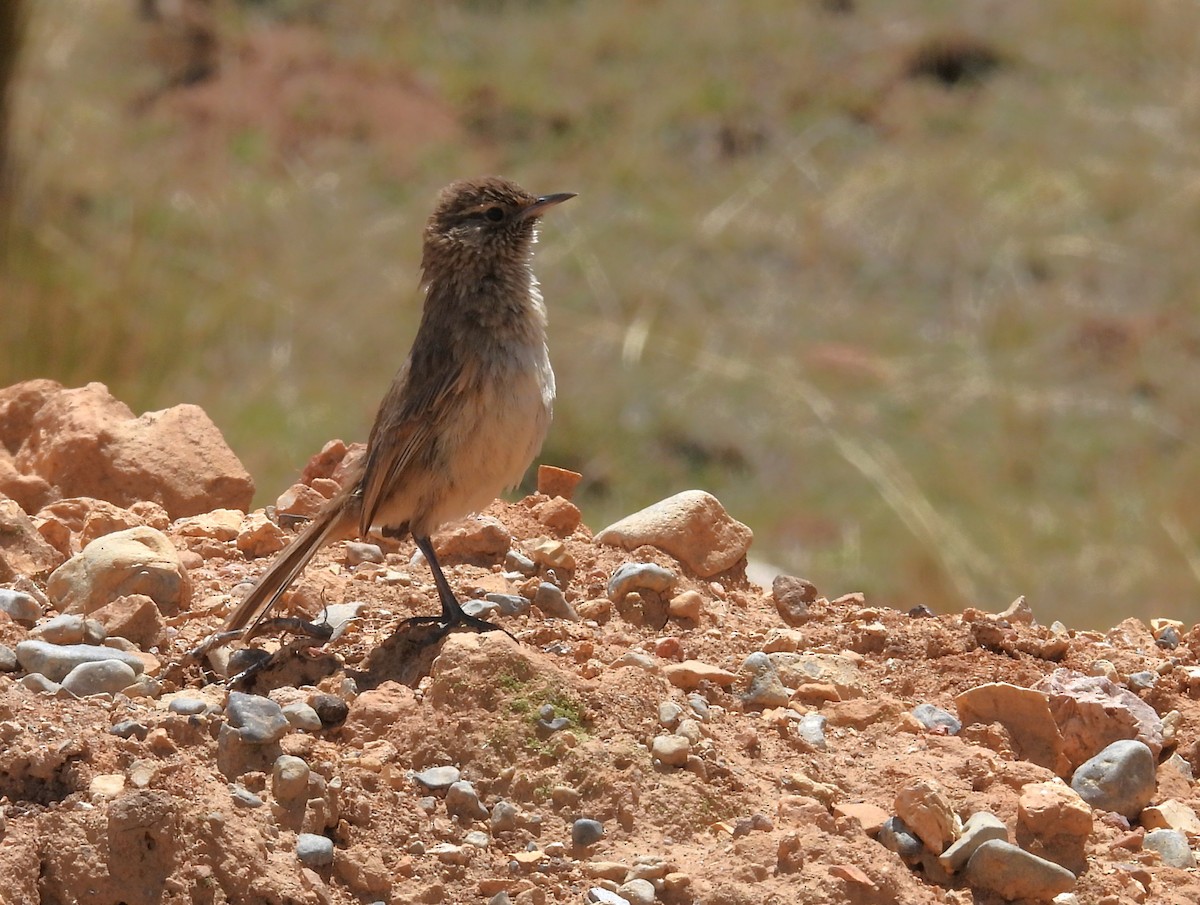 Cordilleran Canastero - ML646329050