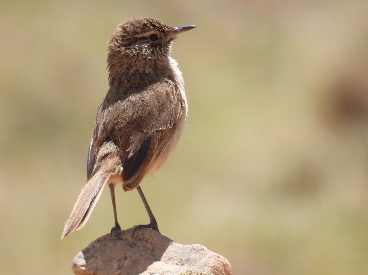 Cordilleran Canastero - ML646329051