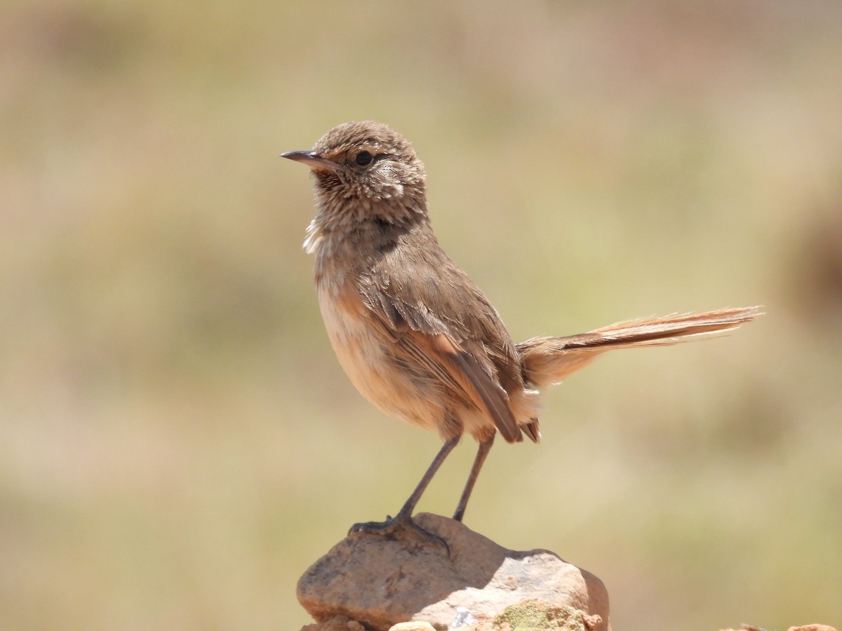 Cordilleran Canastero - ML646329052