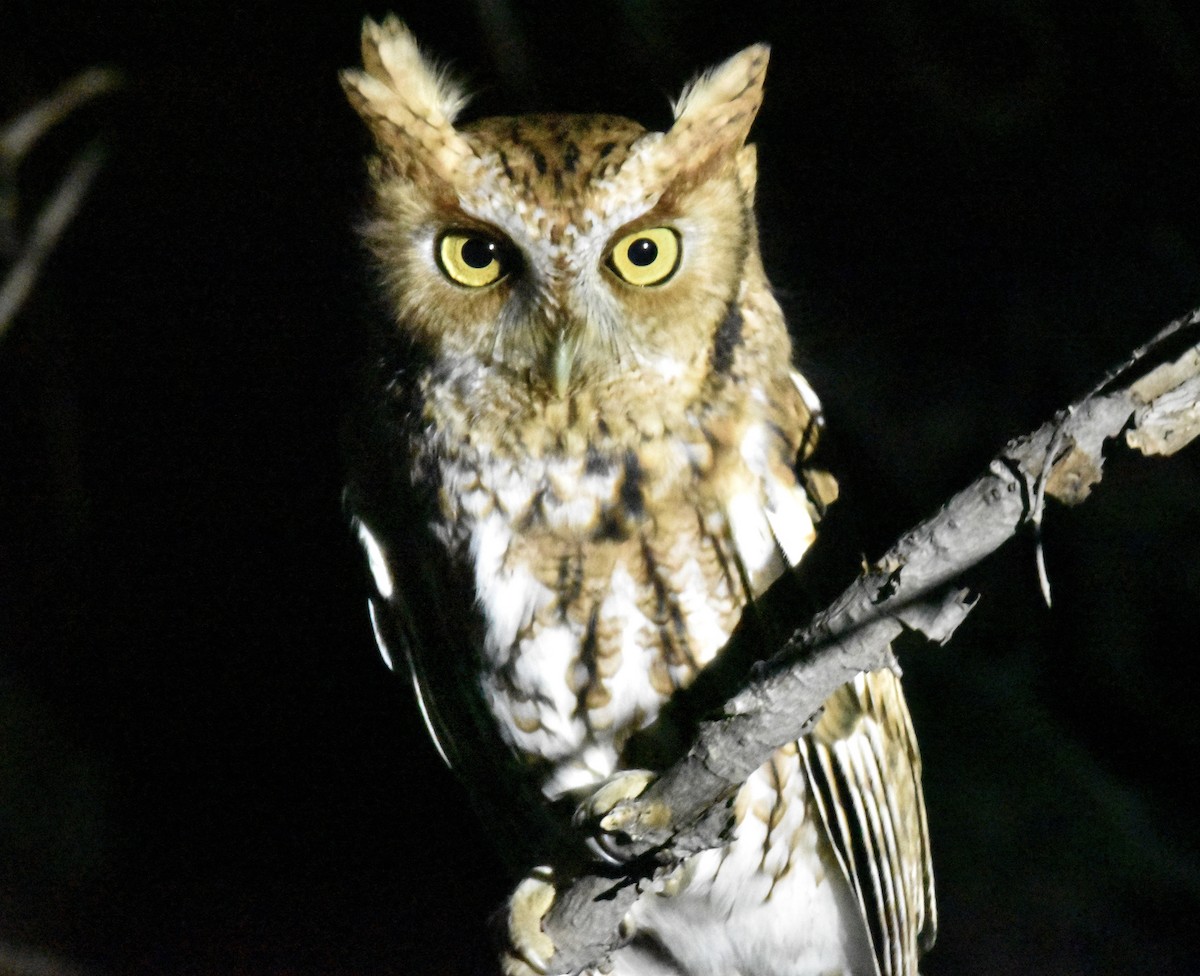 Eastern Screech-Owl - ML646329054