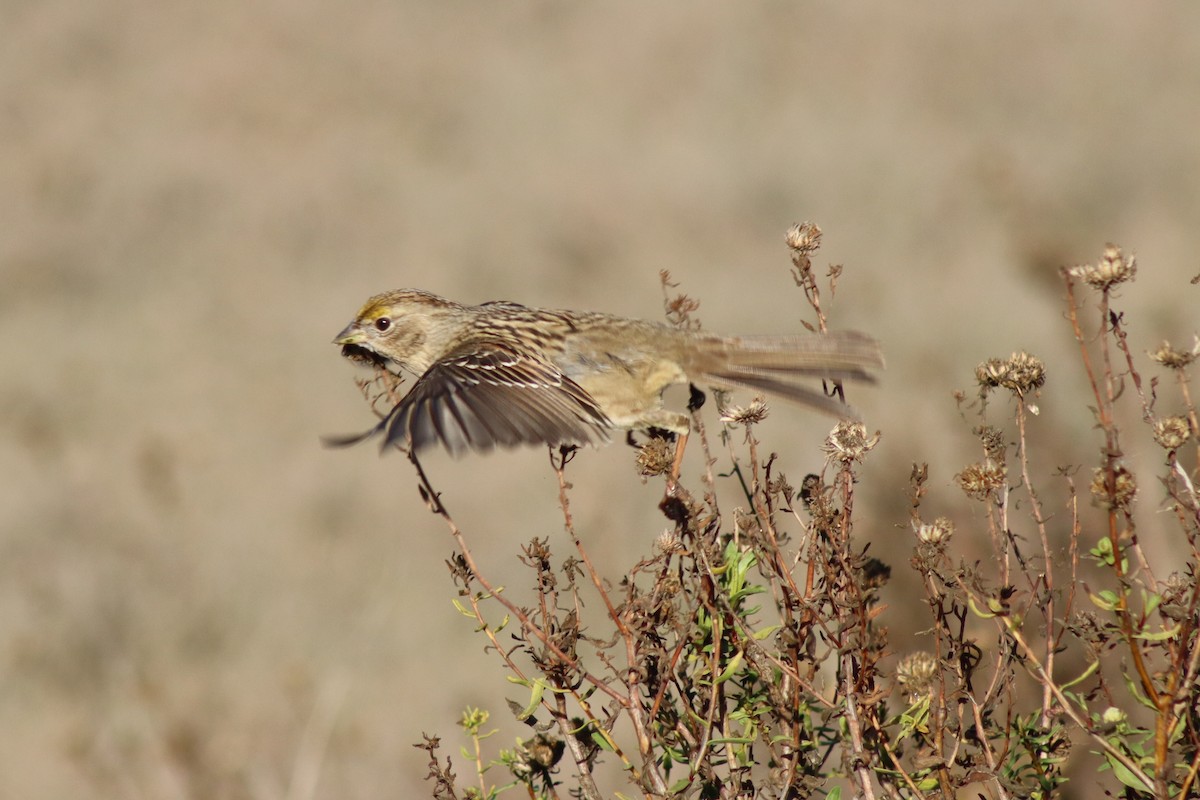 Golden-crowned Sparrow - ML646329064