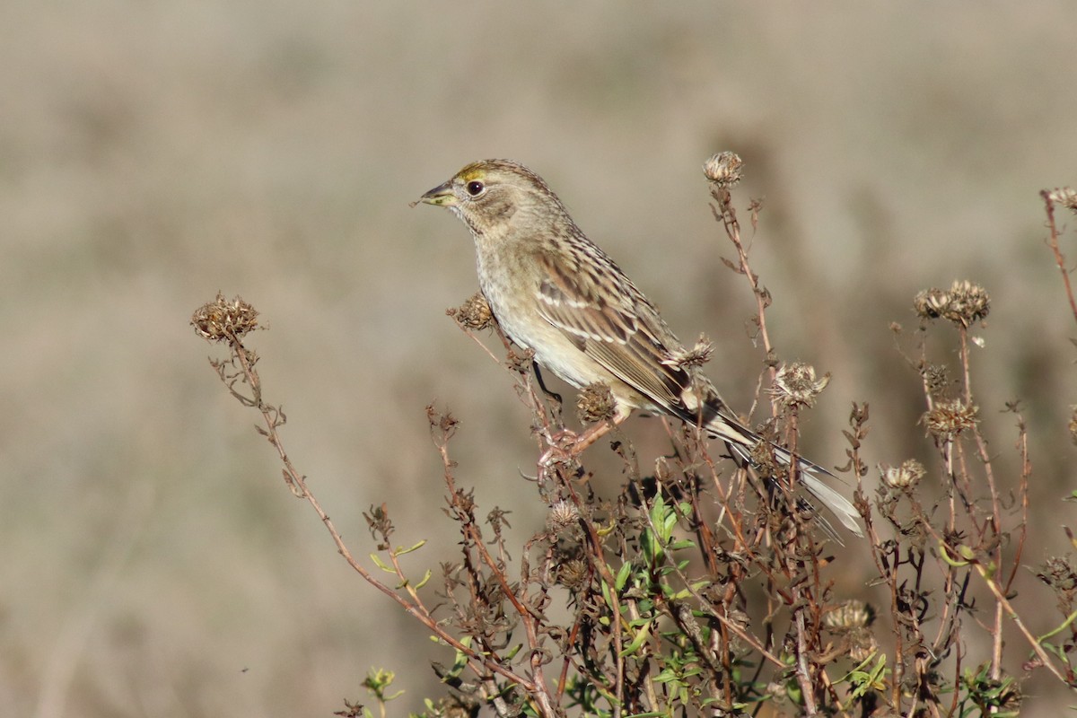 Golden-crowned Sparrow - ML646329065