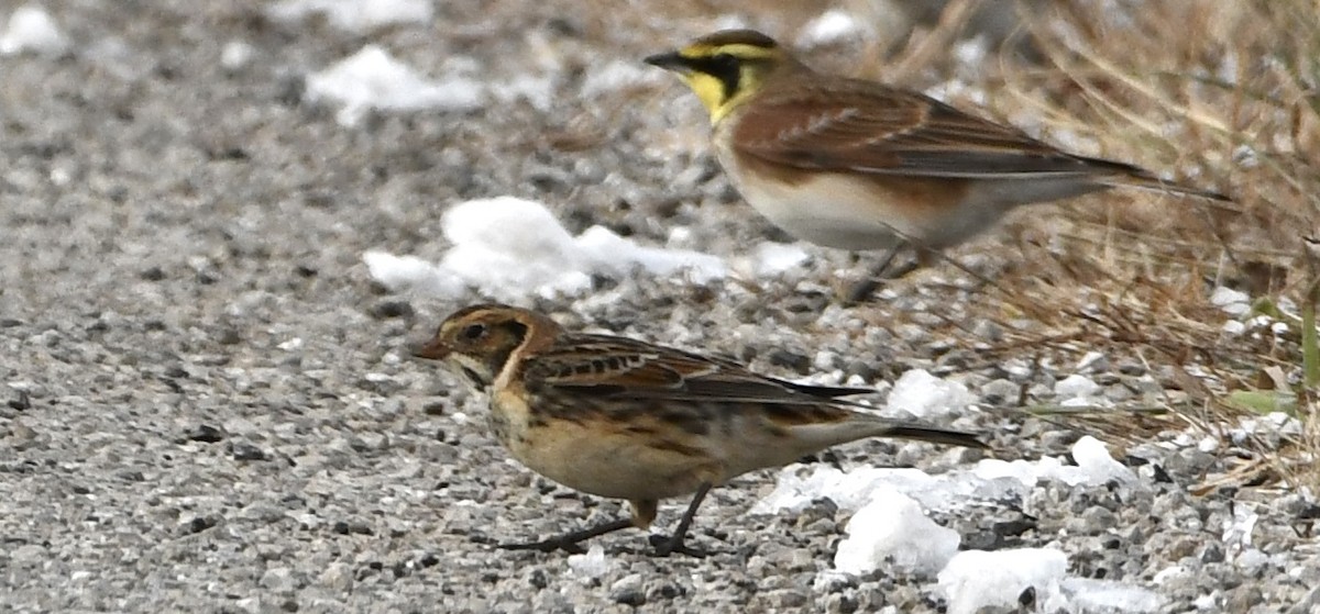 Zigolo della Lapponia - ML646329069