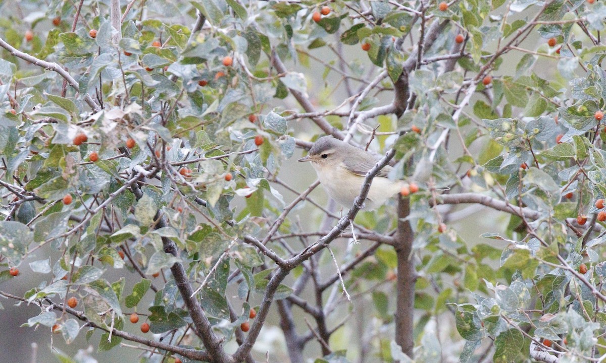 Western Warbling Vireo - ML646329070