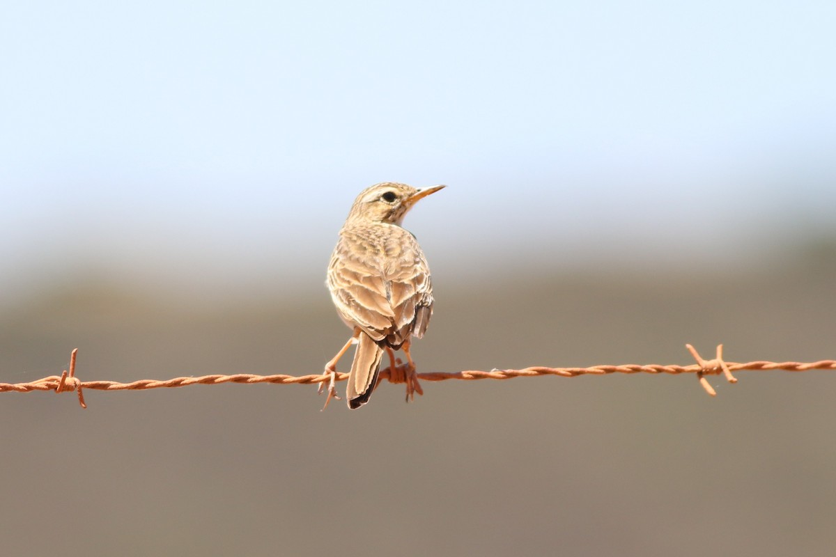Nicholson's Pipit - ML646329074