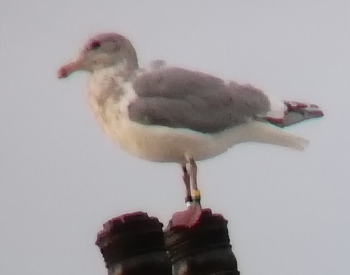 Western x Glaucous-winged Gull (hybrid) - ML646329083