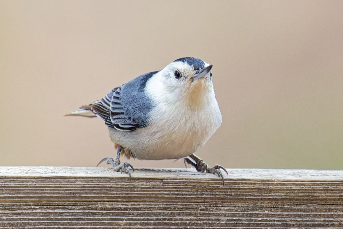 White-breasted Nuthatch - ML646329087