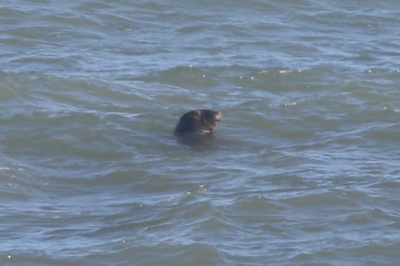 Animals - ML646329088