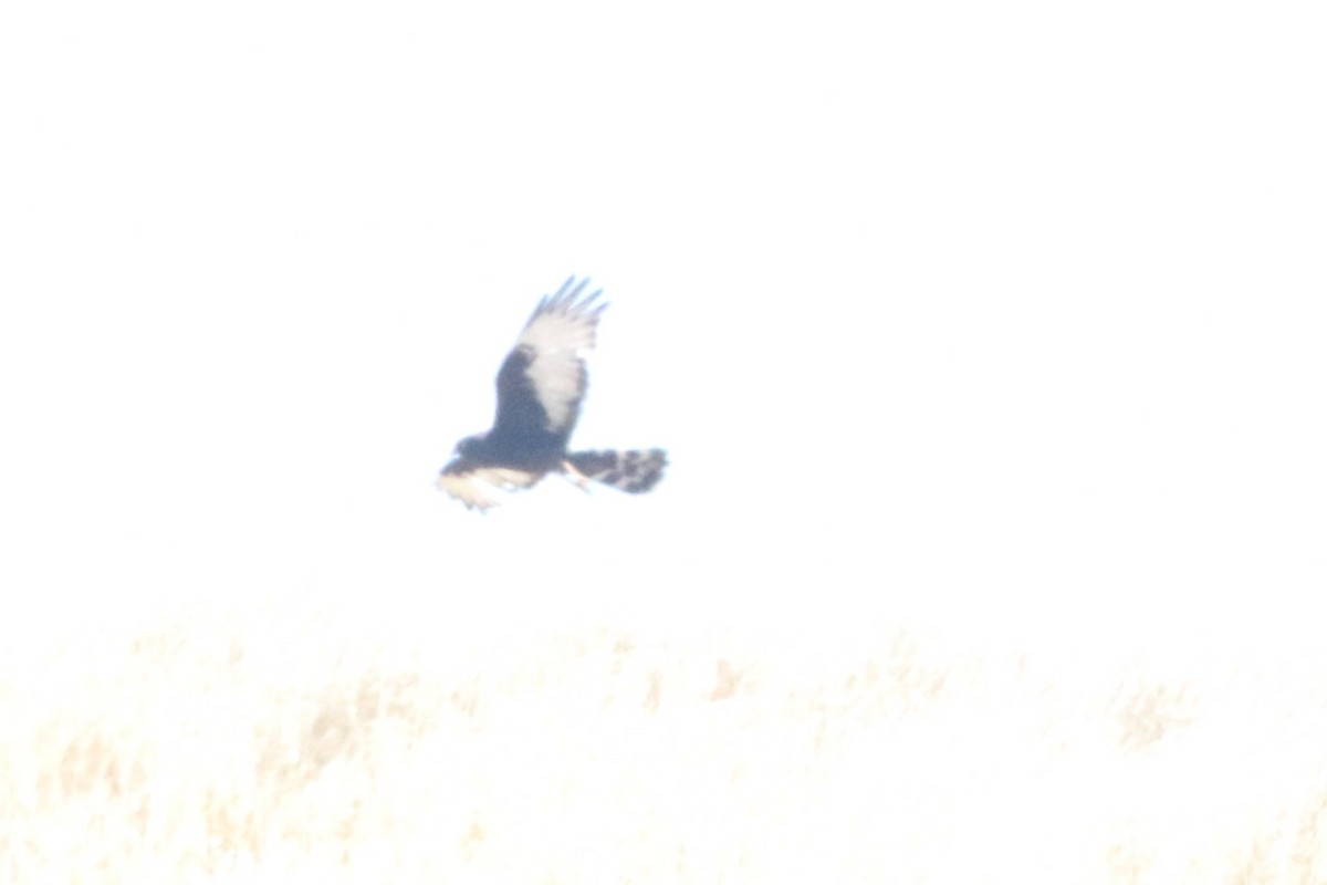 Black Harrier - ML646329089