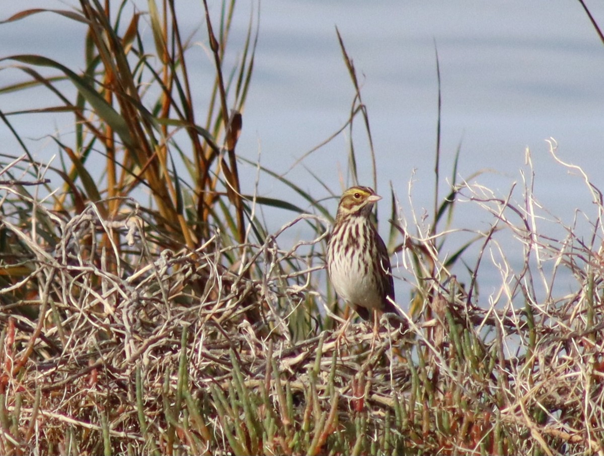 Savannah Sparrow - ML646329091