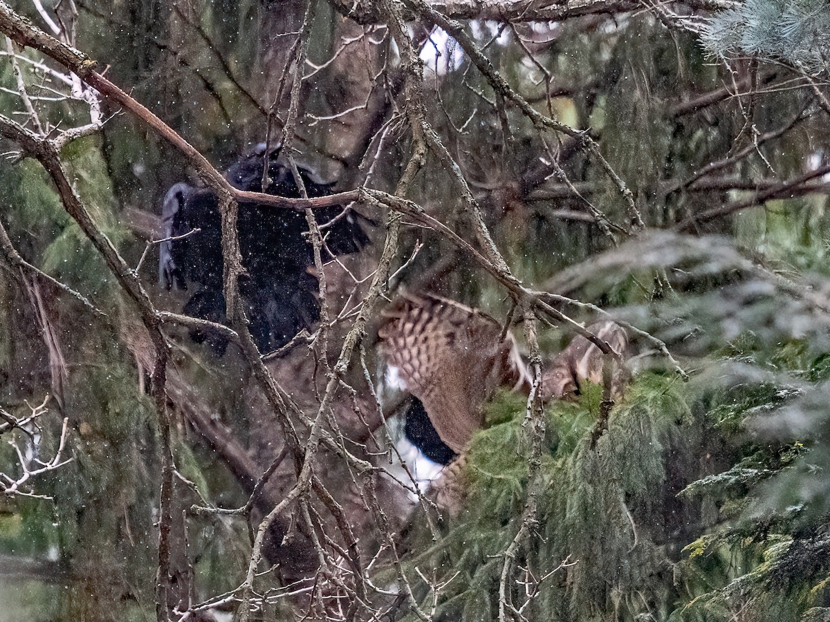 Great Horned Owl - ML646329093