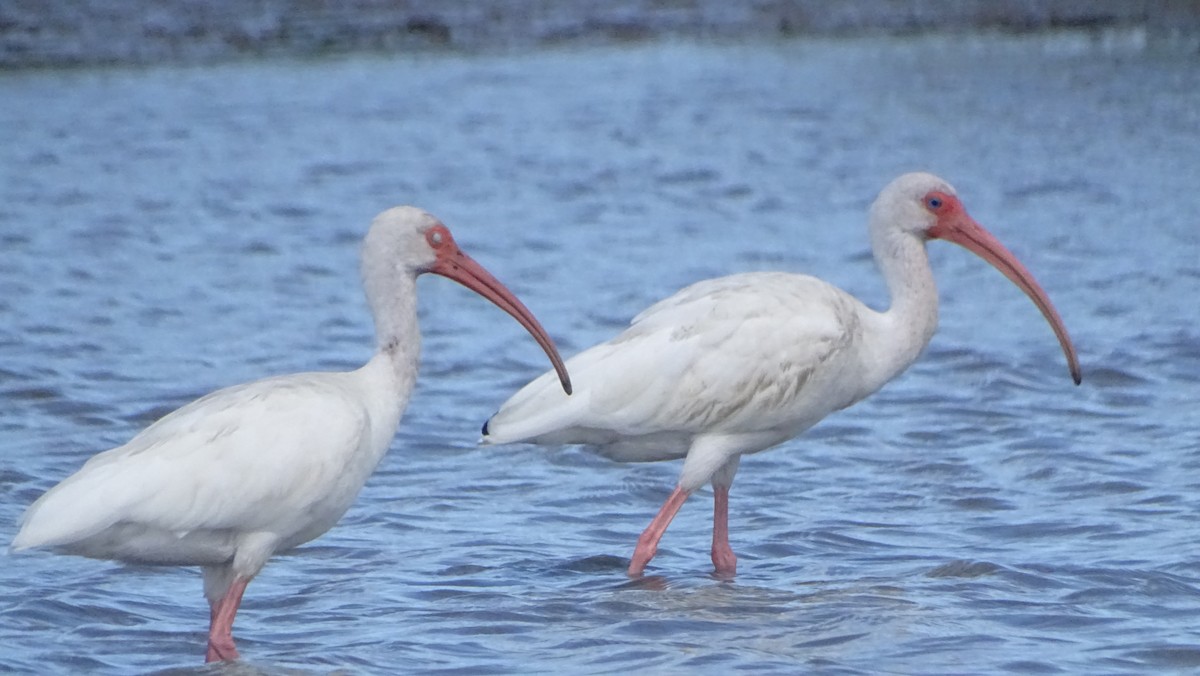 White Ibis - ML646329096