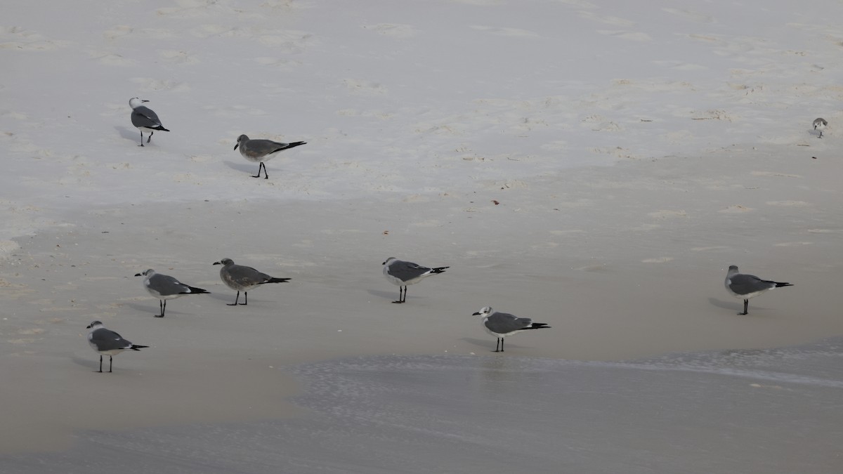 ワライカモメ - ML646329098