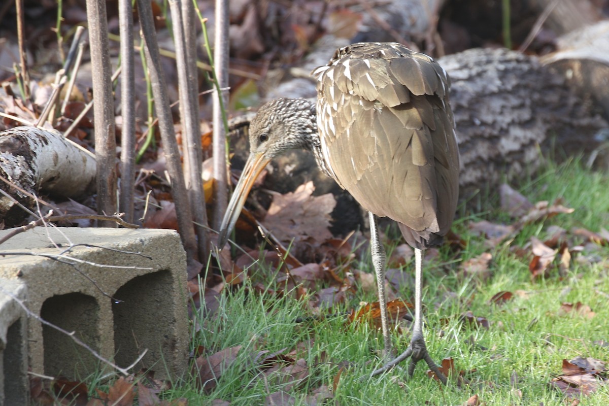 Limpkin (Speckled) - ML646329099