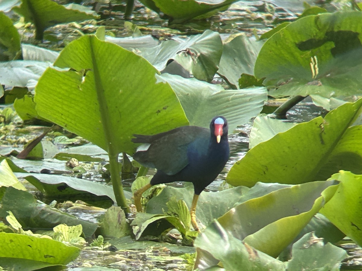 Малая султанка - ML646329104