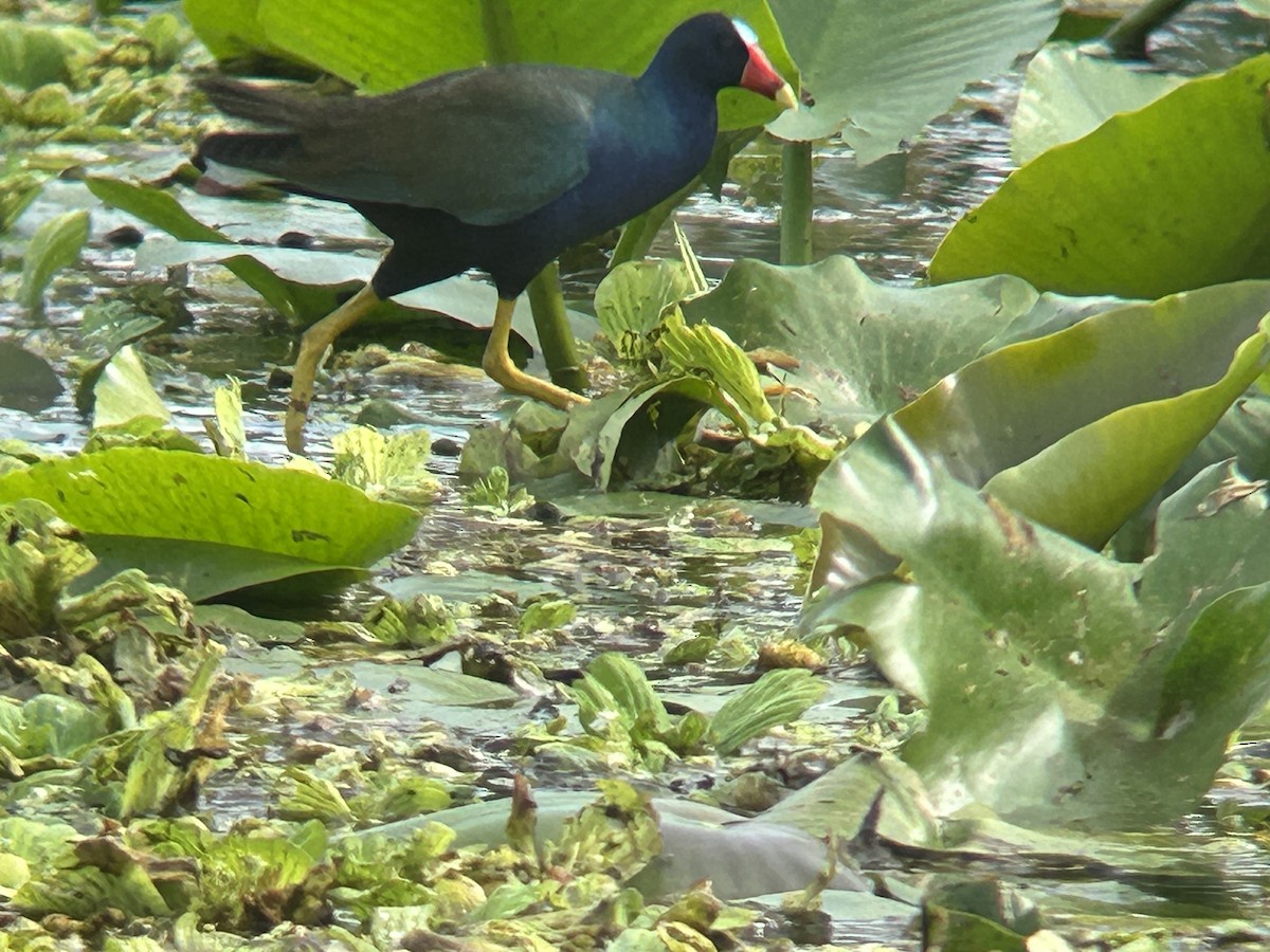 Малая султанка - ML646329105