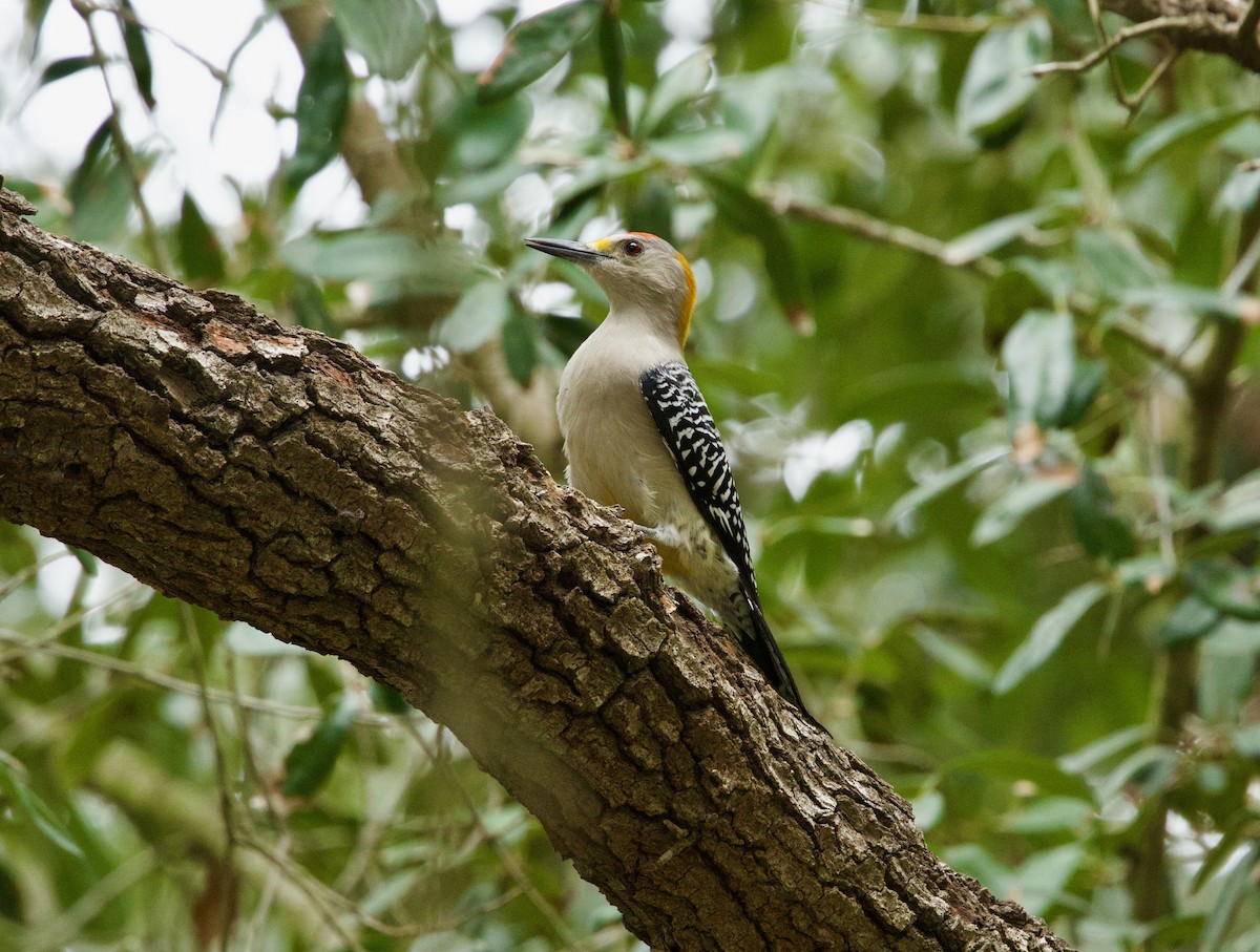 Golden-fronted Woodpecker (Northern) - ML646329109