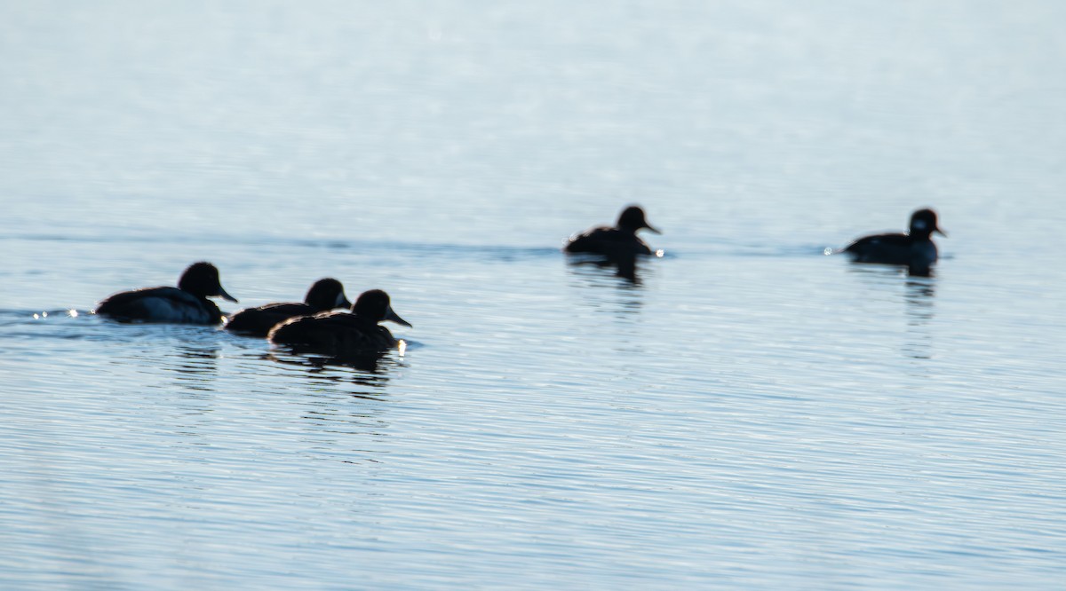 コキアシシギ／オオキアシシギ - ML646329110