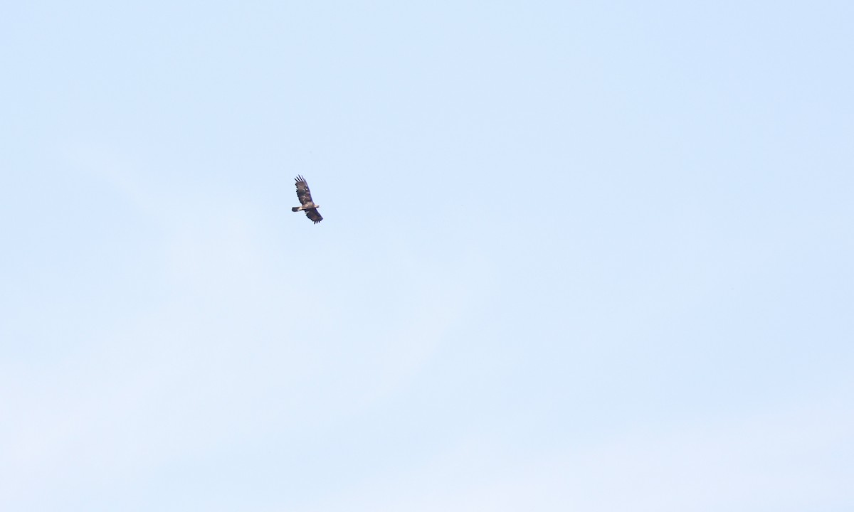 Golden Eagle - ML646329111