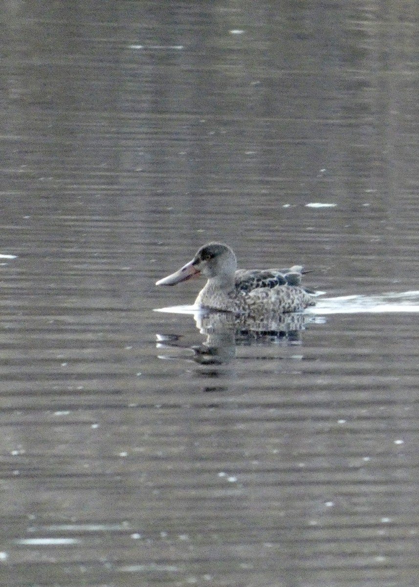 Mestolone - ML646329112