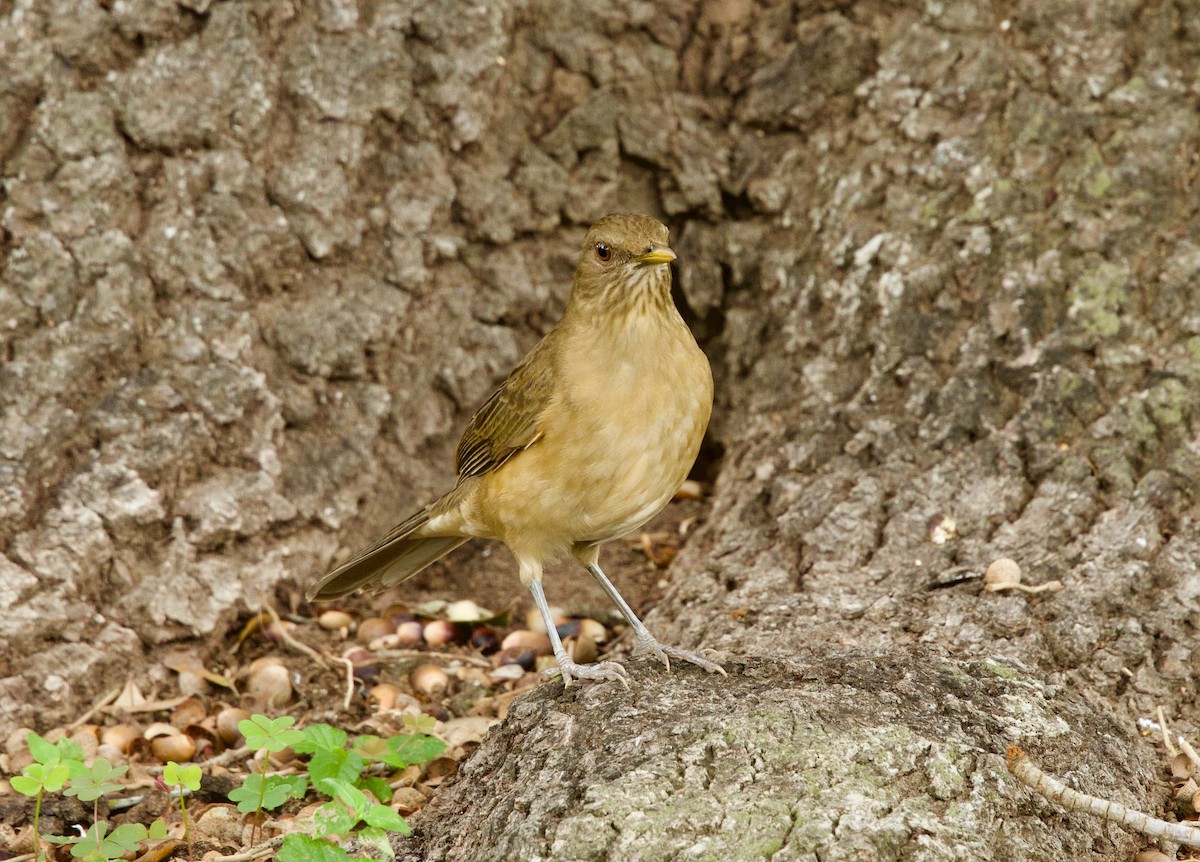 Clay-colored Thrush - ML646329114