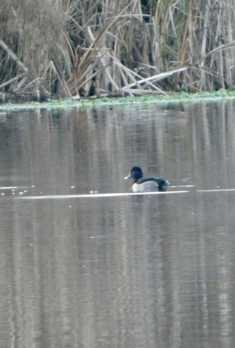 Ring-necked Duck - ML646329116
