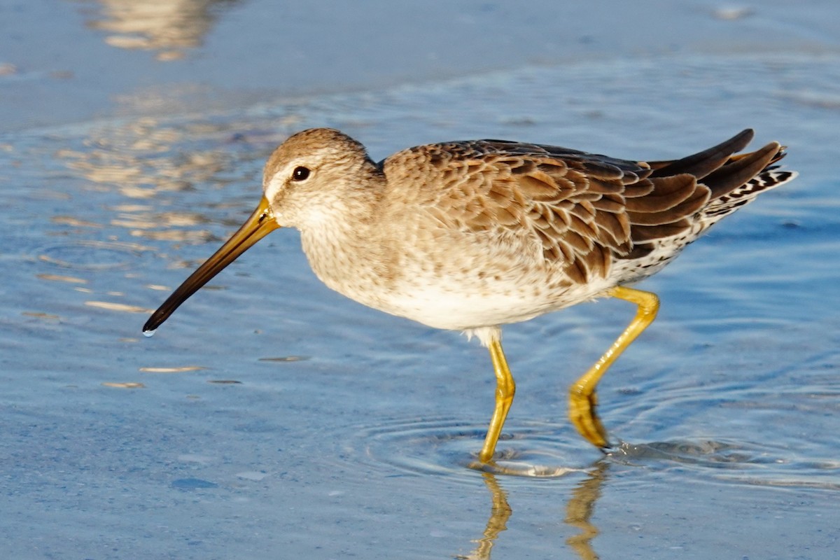 Short-billed Dowitcher - ML646329117