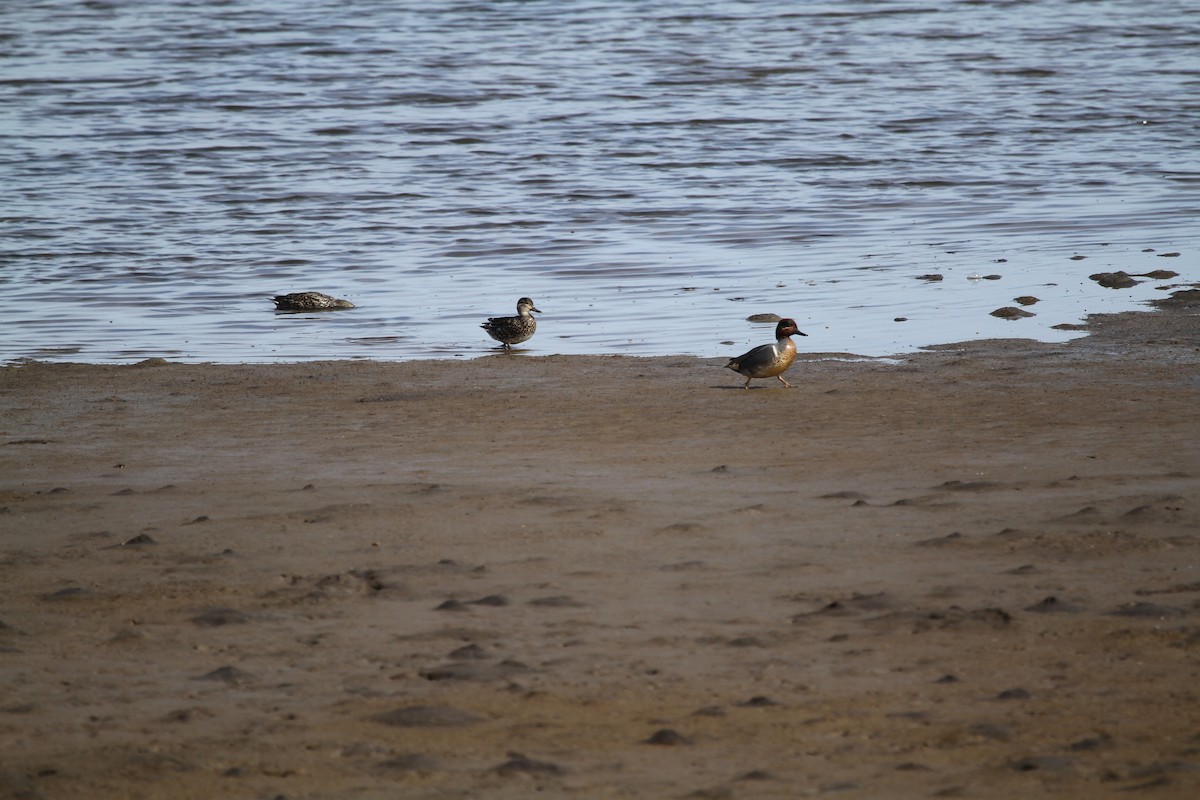 Green-winged Teal - ML646329118