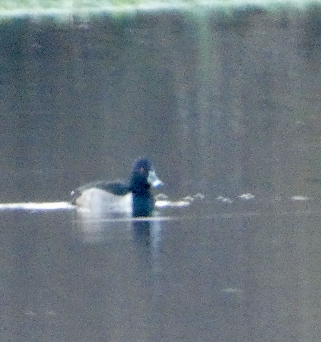 Ring-necked Duck - ML646329122