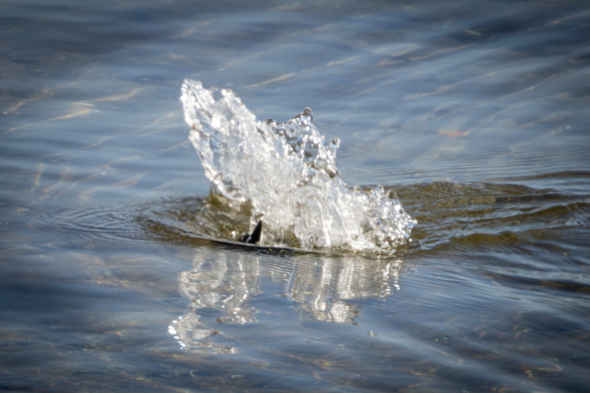 American Coot - ML646329123