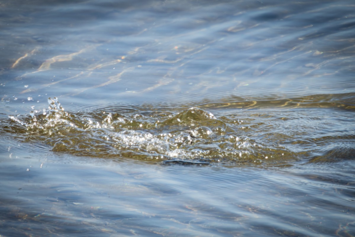 American Coot - ML646329124