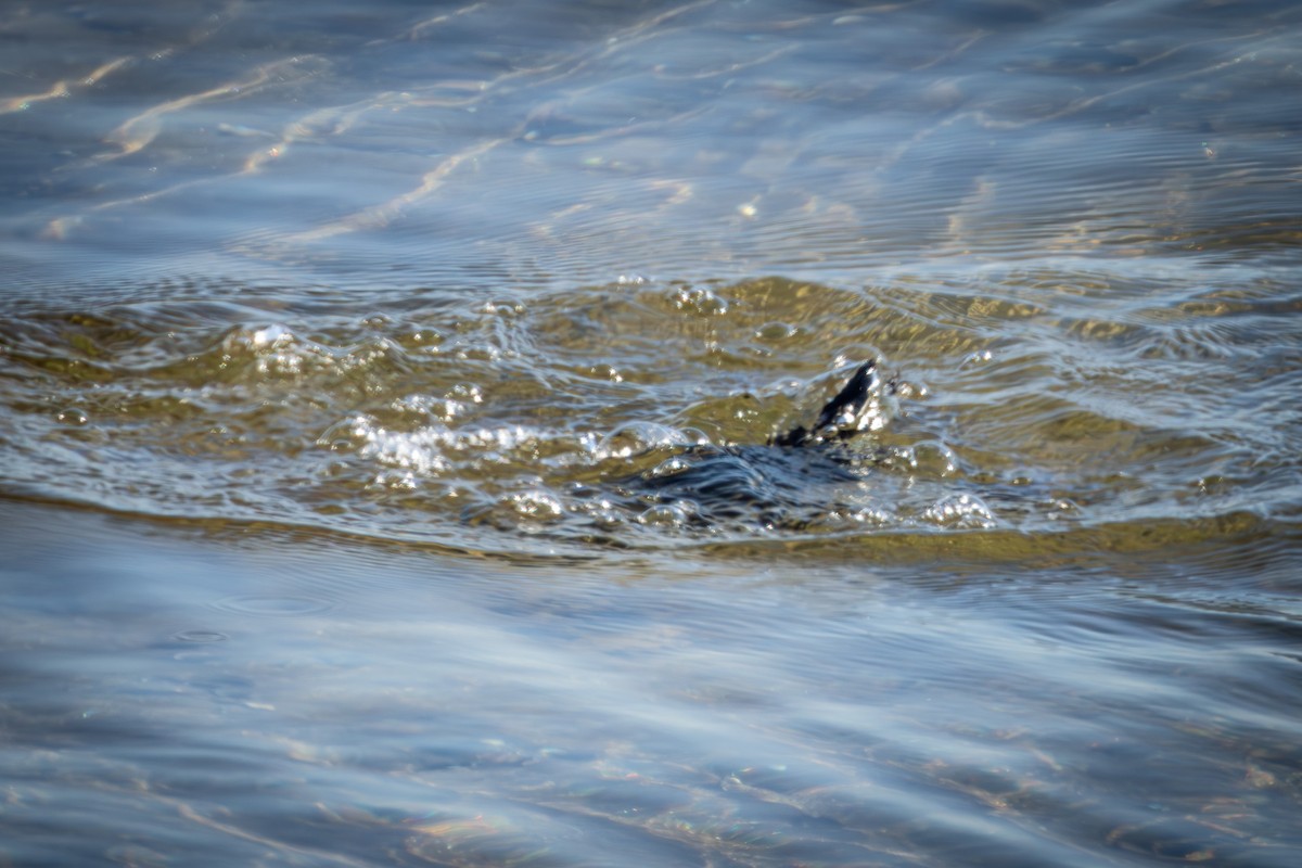 American Coot - ML646329125