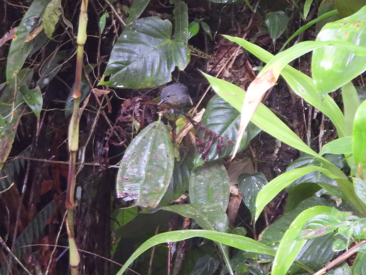 Parker's Antbird - ML646329126