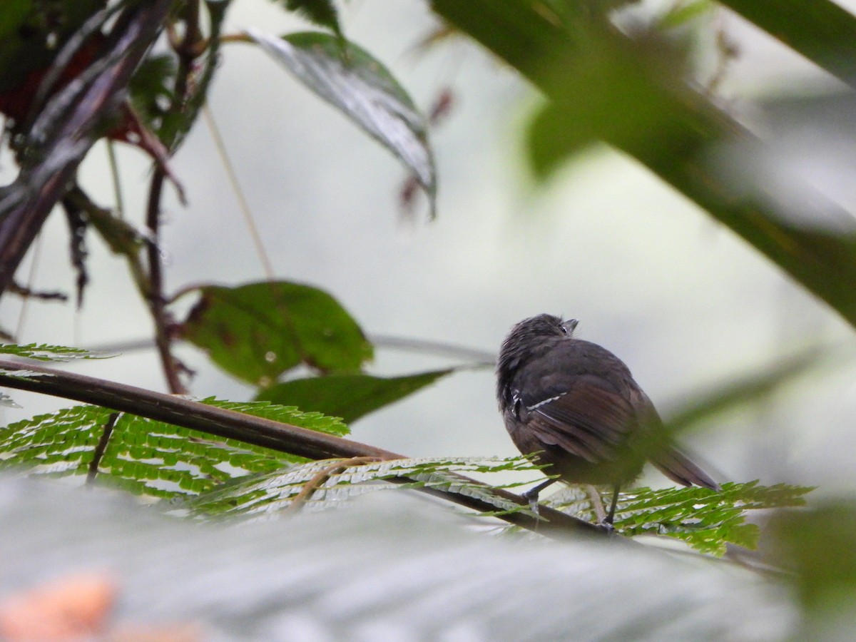 Parker's Antbird - ML646329127