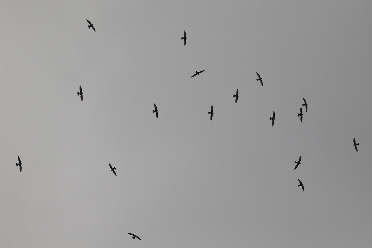 White-collared Swift - ML646329132