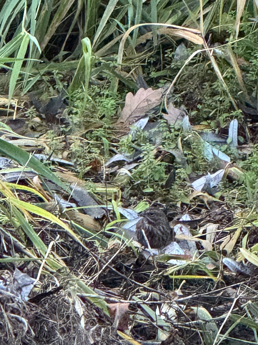 Song Sparrow - ML646329133