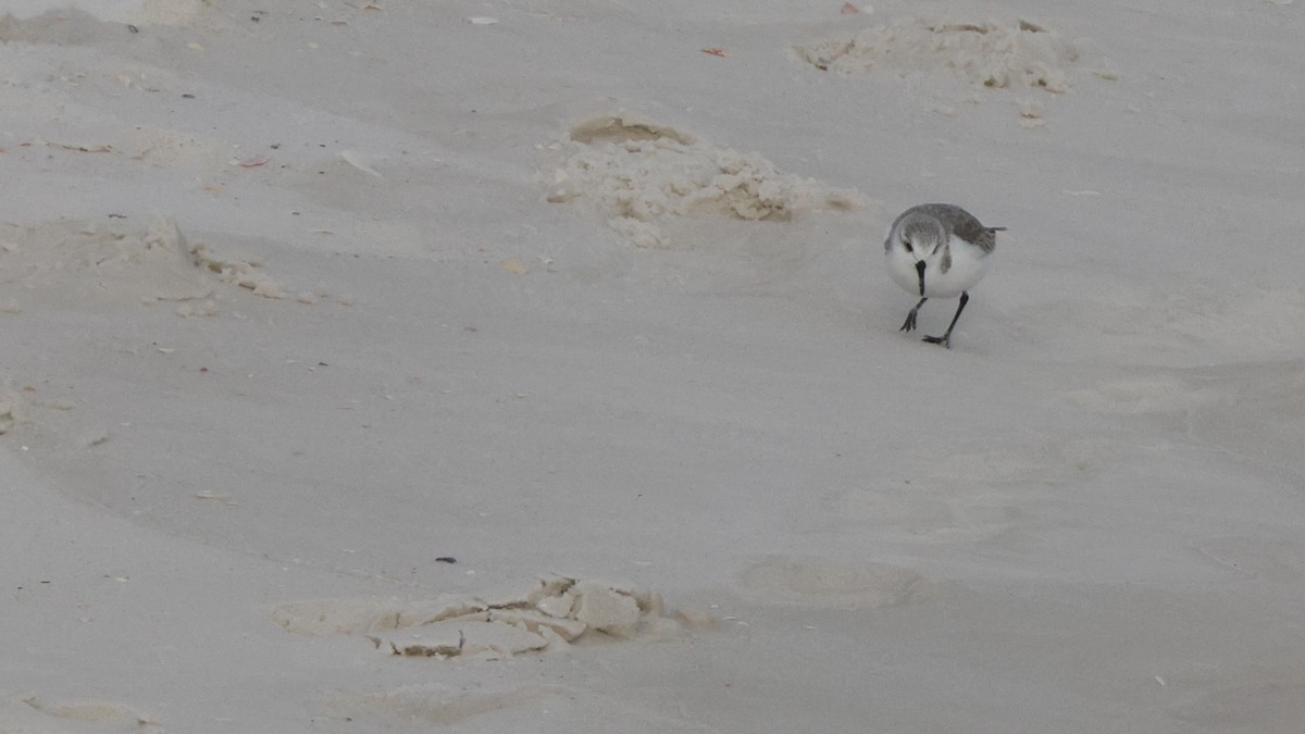 jespák písečný - ML646329134